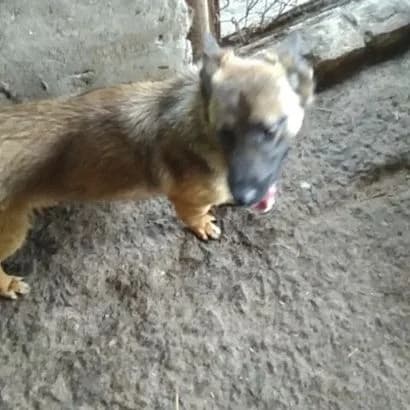 Leyla (Лейла),  Mixed Breed for adoption at КП Ласка