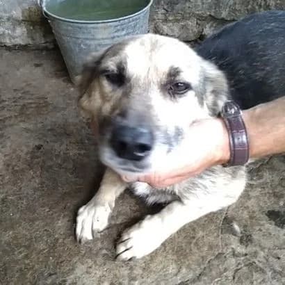 Danuta (Данута), Mixed Breed for adoption at КП Ласка