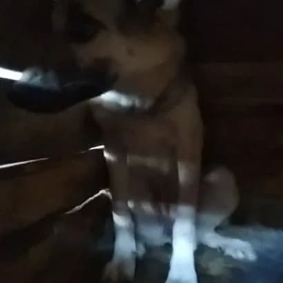 Limka (Лімка), Mixed Breed for adoption at КП Ласка
