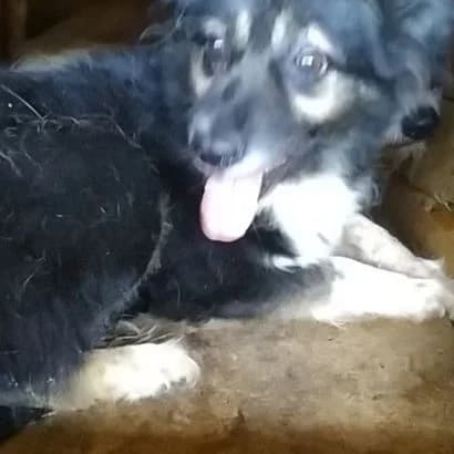 Lora (Лора), Mixed Breed for adoption at КП Ласка