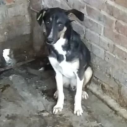 Don (Дон),  Mixed Breed for adoption at КП Ласка