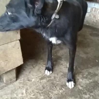 Linda (Лінда),  Mixed Breed for adoption at КП Ласка