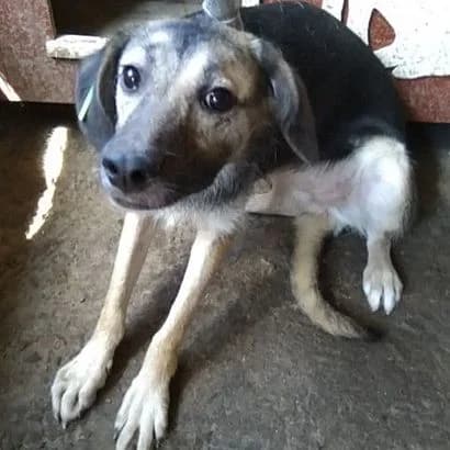Ira (L0495) (Іра (Л0495)), Mixed Breed for adoption at КП Ласка