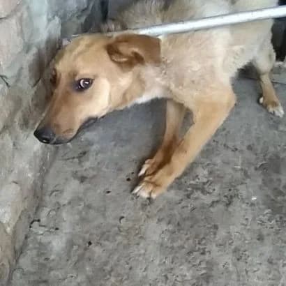 Kurt (Курт),  Mixed Breed for adoption at КП Ласка