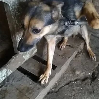Mushka (Мушка),  Mixed Breed for adoption at КП Ласка