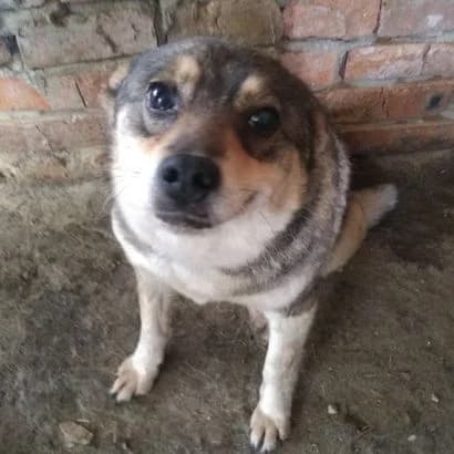 Ulibaka (Улибака),  Mixed Breed for adoption at КП Ласка
