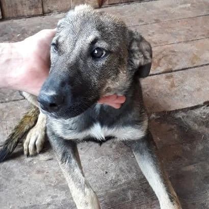Mishka (Мішка),  Mixed Breed for adoption at КП Ласка