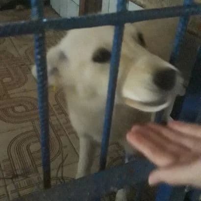 Bilka (Білка),  Mixed Breed for adoption at КП Ласка
