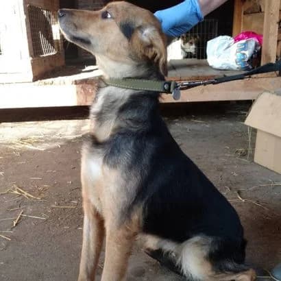 Manya (Маня),  Mixed Breed for adoption at КП Ласка