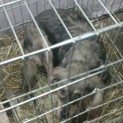 Rusya (0072) (Руся (0072)),  Mixed Breed for adoption at КП Ласка