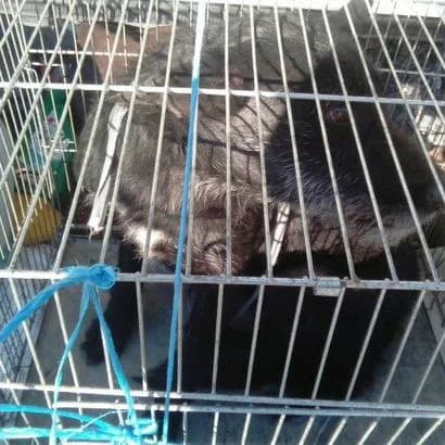 Kuska (0079) (Куська (0079)), Mixed Breed for adoption at КП Ласка