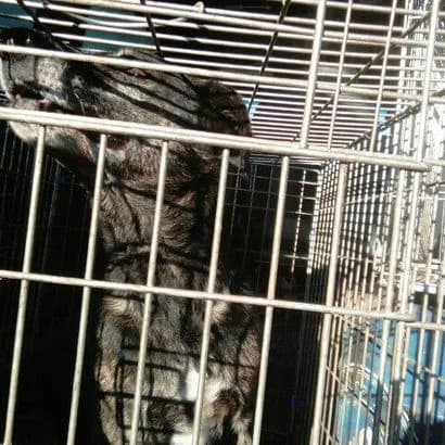 Reksi (Рексі), Mixed Breed for adoption at КП Ласка