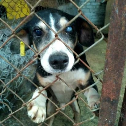 Tom (Том),  Mixed Breed for adoption at КП Ласка