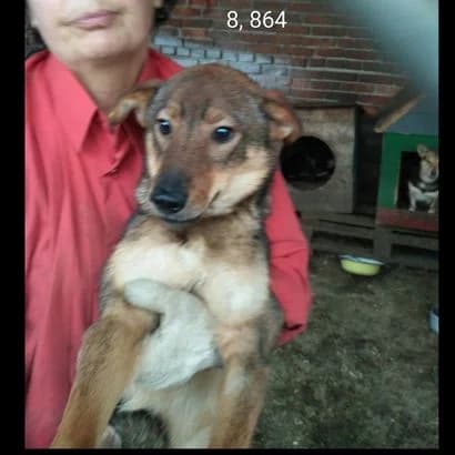 Rita (Ріта),  Mixed Breed for adoption at КП Ласка