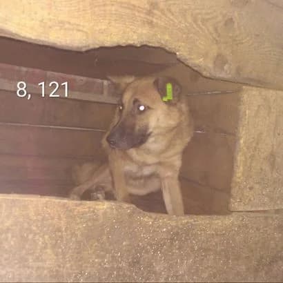 Alan (L00121) (Алан (Л00121)),  Mixed Breed for adoption at КП Ласка