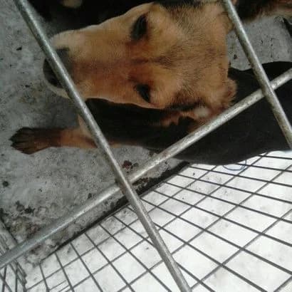 Galateya (Галатея), Mixed Breed for adoption at КП Ласка