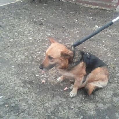 Monya (372) (Моня (372)), Mixed Breed for adoption at КП Ласка