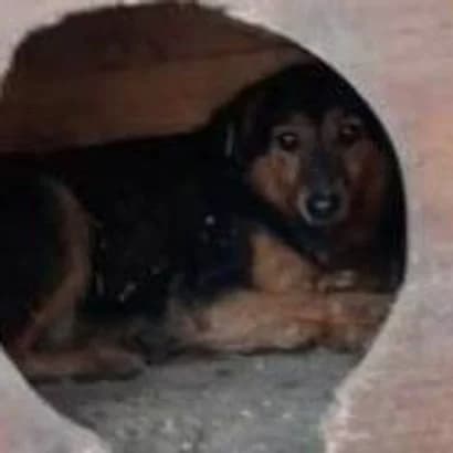 Kusaka (Кусака), Mixed Breed for adoption at КП Ласка