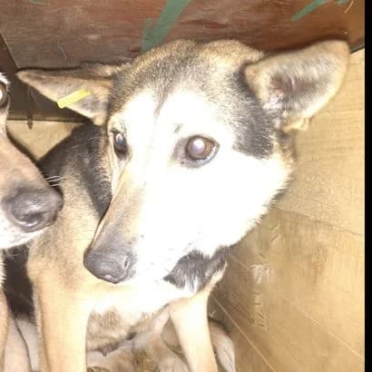 Darsi (Дарсі), Mixed Breed for adoption at КП Ласка