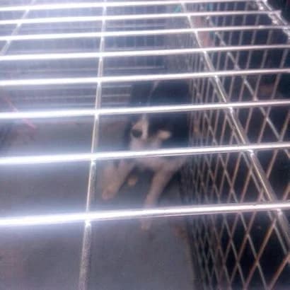 Reksi (0447) (Рексі (0447)), Mixed Breed for adoption at КП Ласка