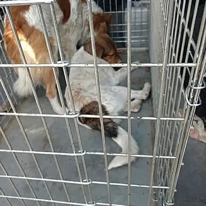 Leya (0024) (Лея (0024)),  Mixed Breed for adoption at КП Ласка
