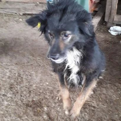 Fayina (Фаїна), Mixed Breed for adoption at КП Ласка