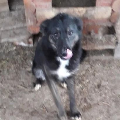 Fanni (Фанні), Mixed Breed for adoption at КП Ласка