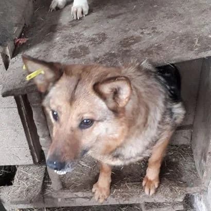 Furiya (Фурія), Mixed Breed for adoption at КП Ласка