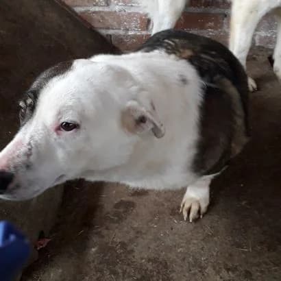 Fekla (Фекла), Mixed Breed for adoption at КП Ласка