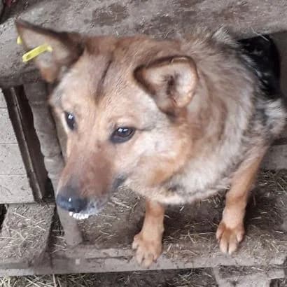 Fishka (L0305) (Фішка (Л0305)), Mixed Breed for adoption at КП Ласка