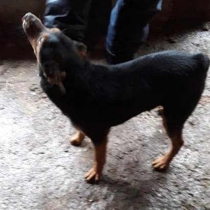 Foks (Фокс), Mixed Breed for adoption at КП Ласка