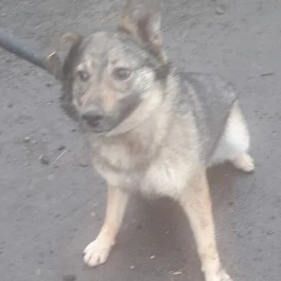 Fudzi (Фудзі), Mixed Breed for adoption at КП Ласка