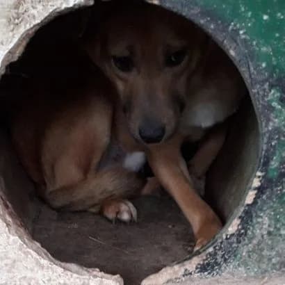 Furan (Фуран), Mixed Breed for adoption at КП Ласка