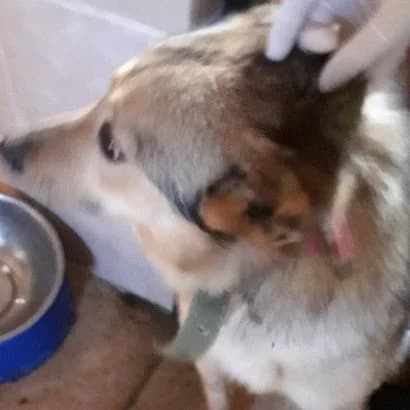 Barbos (Барбос),  Mixed Breed for adoption at КП Ласка