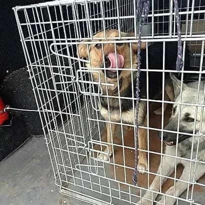 Mitya(4s) (Мітя(4с)),  Mixed Breed for adoption at КП Ласка