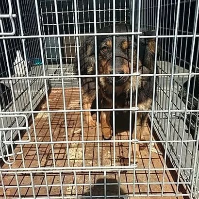 Bona(0029) (Бона(0029)),  Mixed Breed for adoption at КП Ласка
