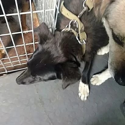 Bulka(0015) (Булька(0015)),  Mixed Breed for adoption at КП Ласка