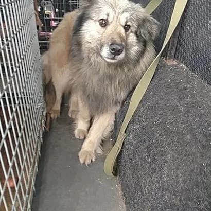 Reyn(39) (Рейн(39)),  Mixed Breed for adoption at КП Ласка