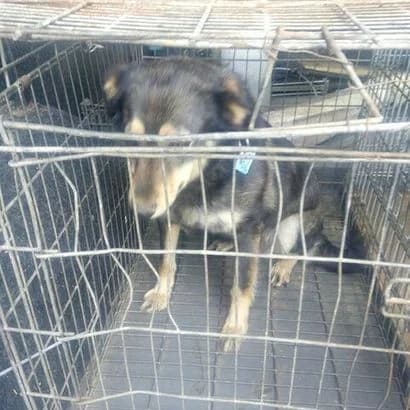 Mishelya (0277) (Мішеля (0277)),  Mixed Breed for adoption at КП Ласка