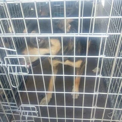 Tsomchik(0265) (Цьомчик(0265)),  Mixed Breed for adoption at КП Ласка