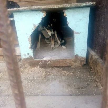 Lolya(0248) (Льоля(0248)),  Mixed Breed for adoption at КП Ласка