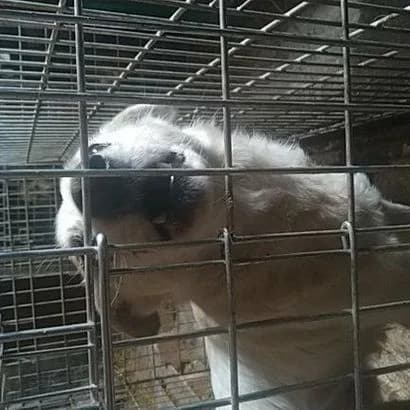 Bilyash(0050) (Біляш(0050)),  Mixed Breed for adoption at КП Ласка