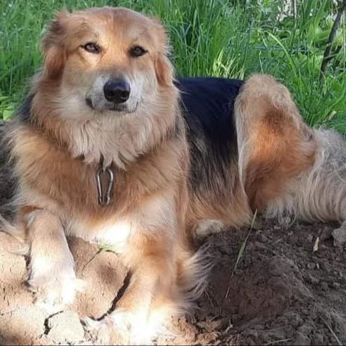 Gloriya-114 (Глорія-114), female 5yo mixed breed for adoption at LKP Lev Lviv, Lviv