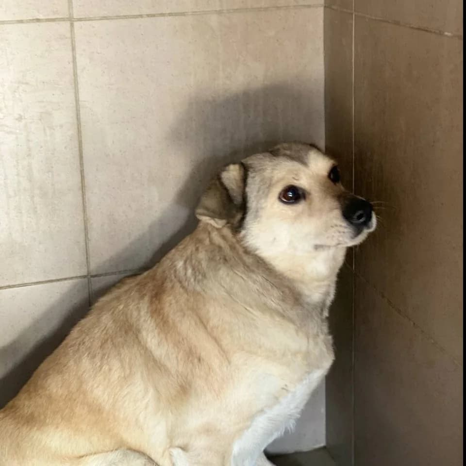 Rozi-108 (Розі-108), female senior mixed breed for adoption at LKP Lev Lviv, Lviv