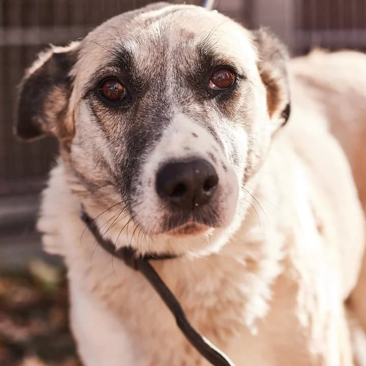 Lola-013 (Лола-013), female mixed breed for adoption at Lkp Lev