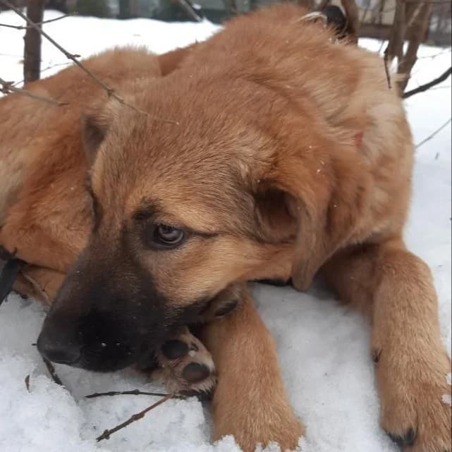 Zhasmin-56 (Жасмін-56), female 4yo mixed breed for adoption at LKP Lev Lviv, Lviv