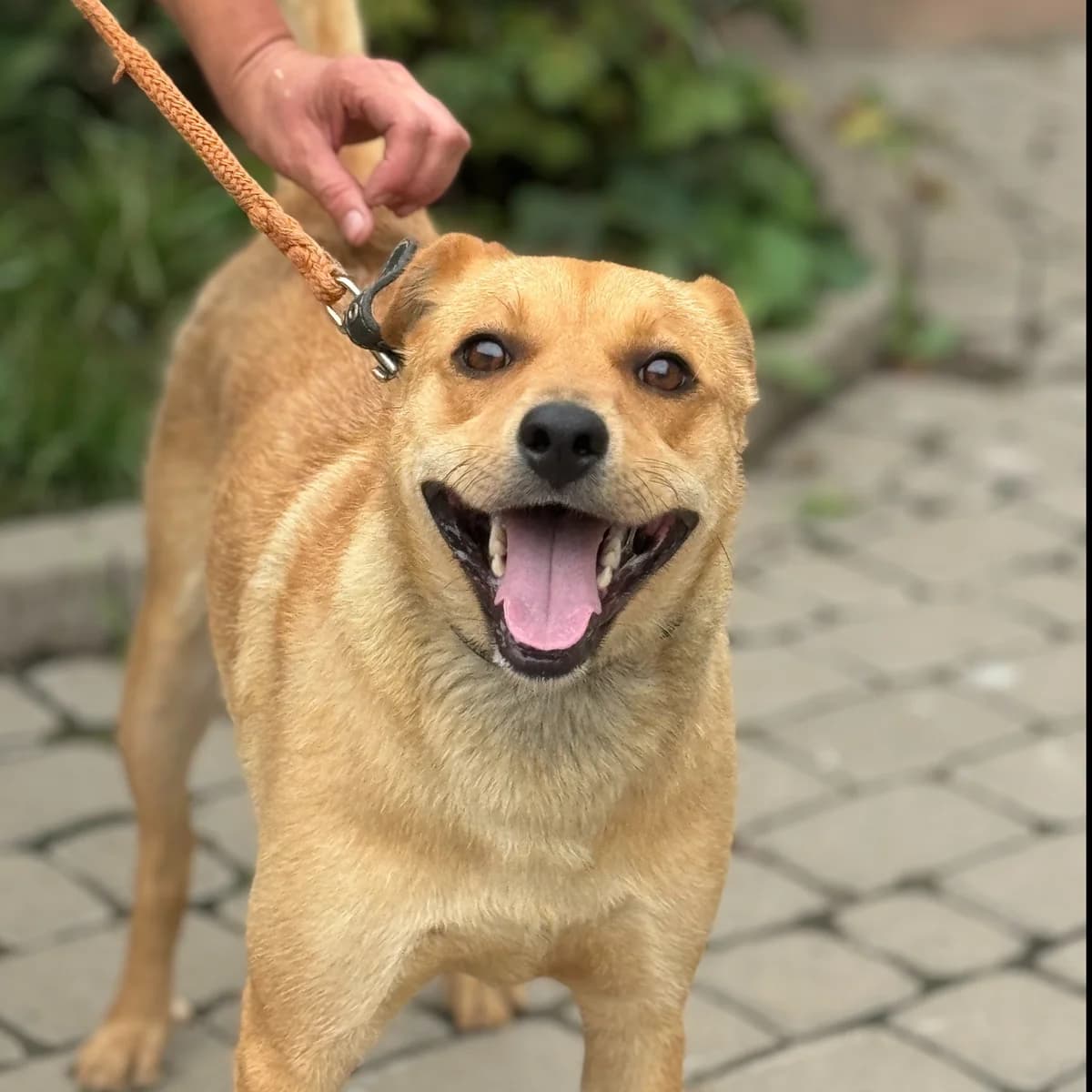 Imbir-300 (Імбир-300), male mixed breed for adoption at Lkp Lev