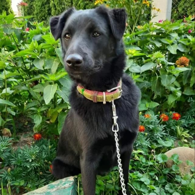 Avrora-707 (Аврора-707), female 4yo mixed breed for adoption at LKP Lev Lviv, Lviv