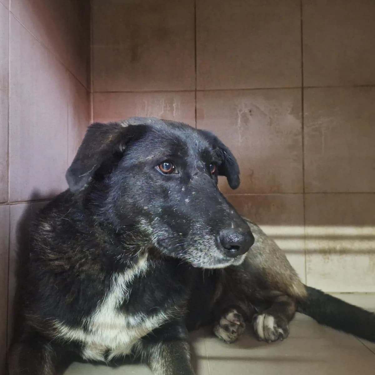 Divora-530 (Дівора-530), female 7yo mixed breed for adoption at LKP Lev Lviv, Lviv