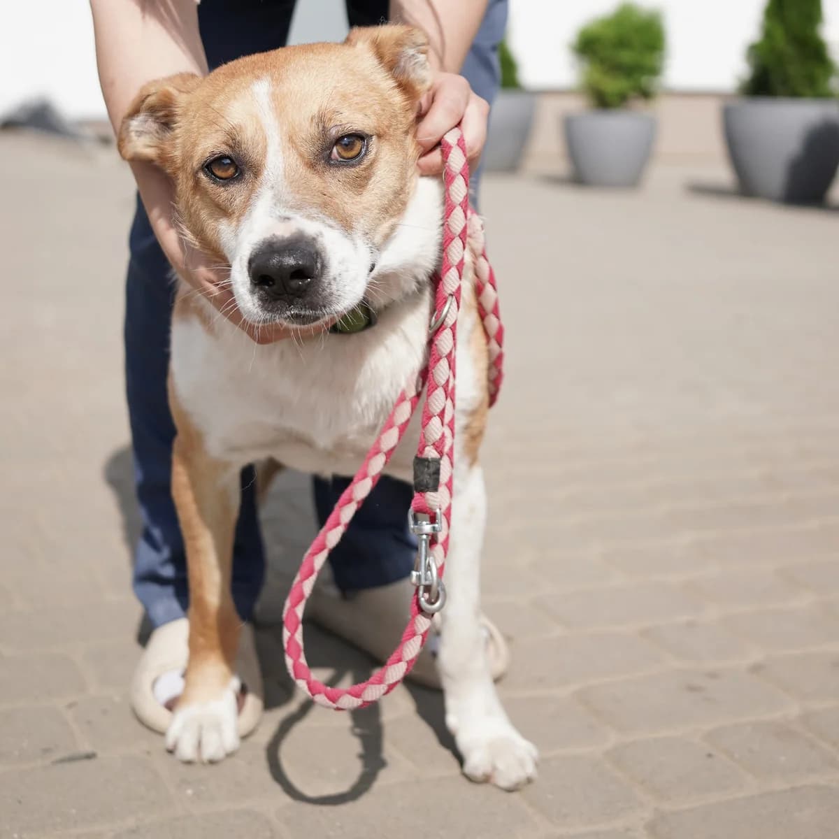 Rembo-132 (Рембо-132), male mixed breed for adoption at Lkp Lev